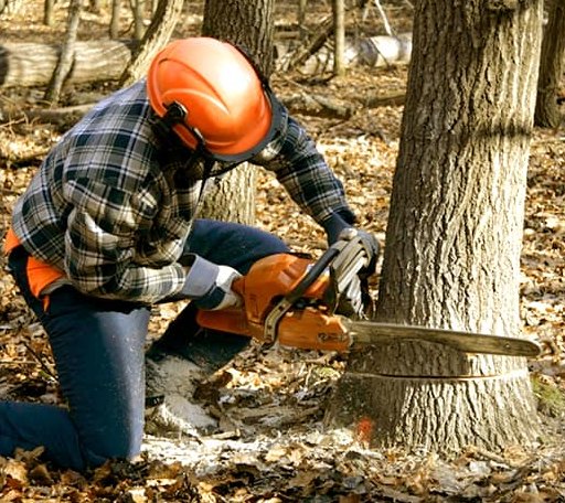 Tree Removal in Pinch, WV